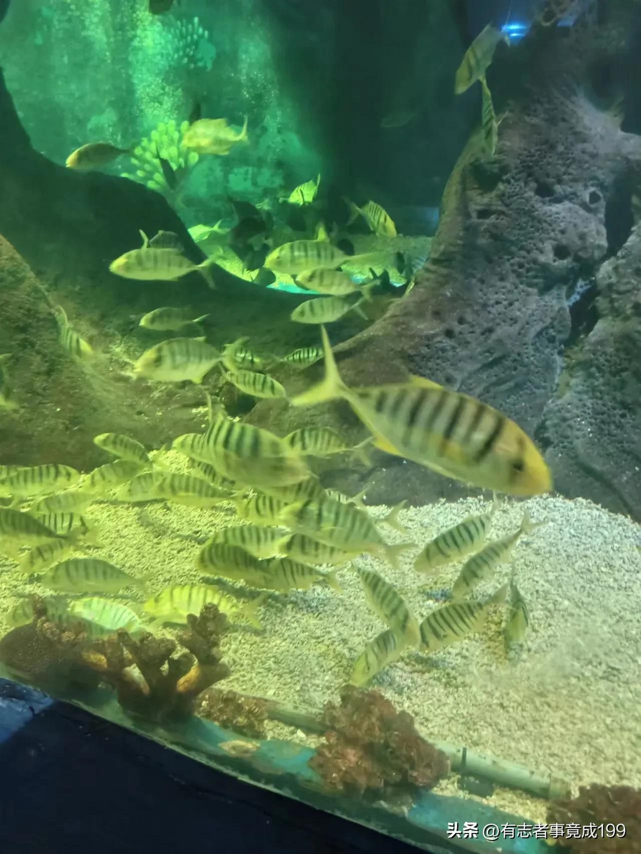 在西安去海洋馆,西安海底世界海洋馆