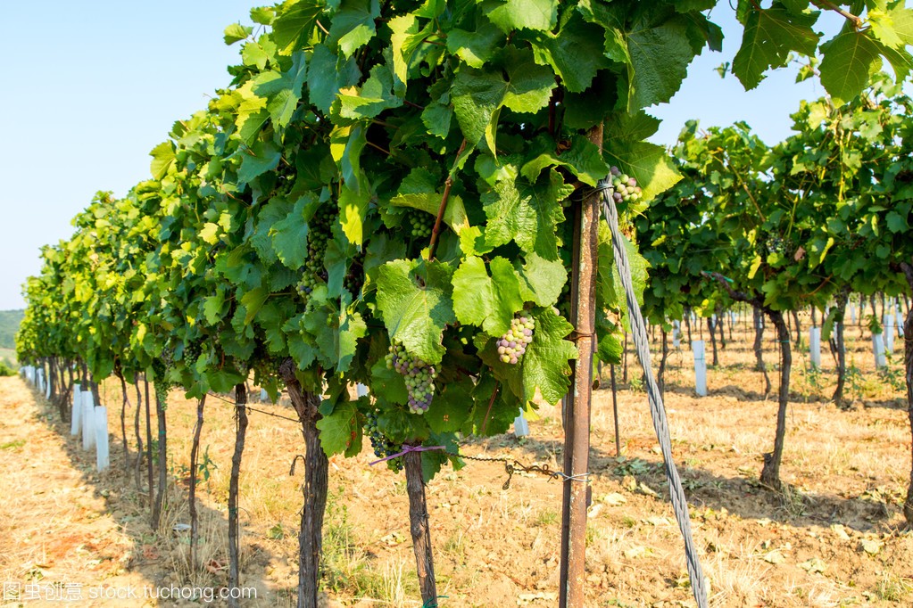 纯种无籽葡萄种植技术和管理方法,庭院葡萄种植技术与管理视频教程