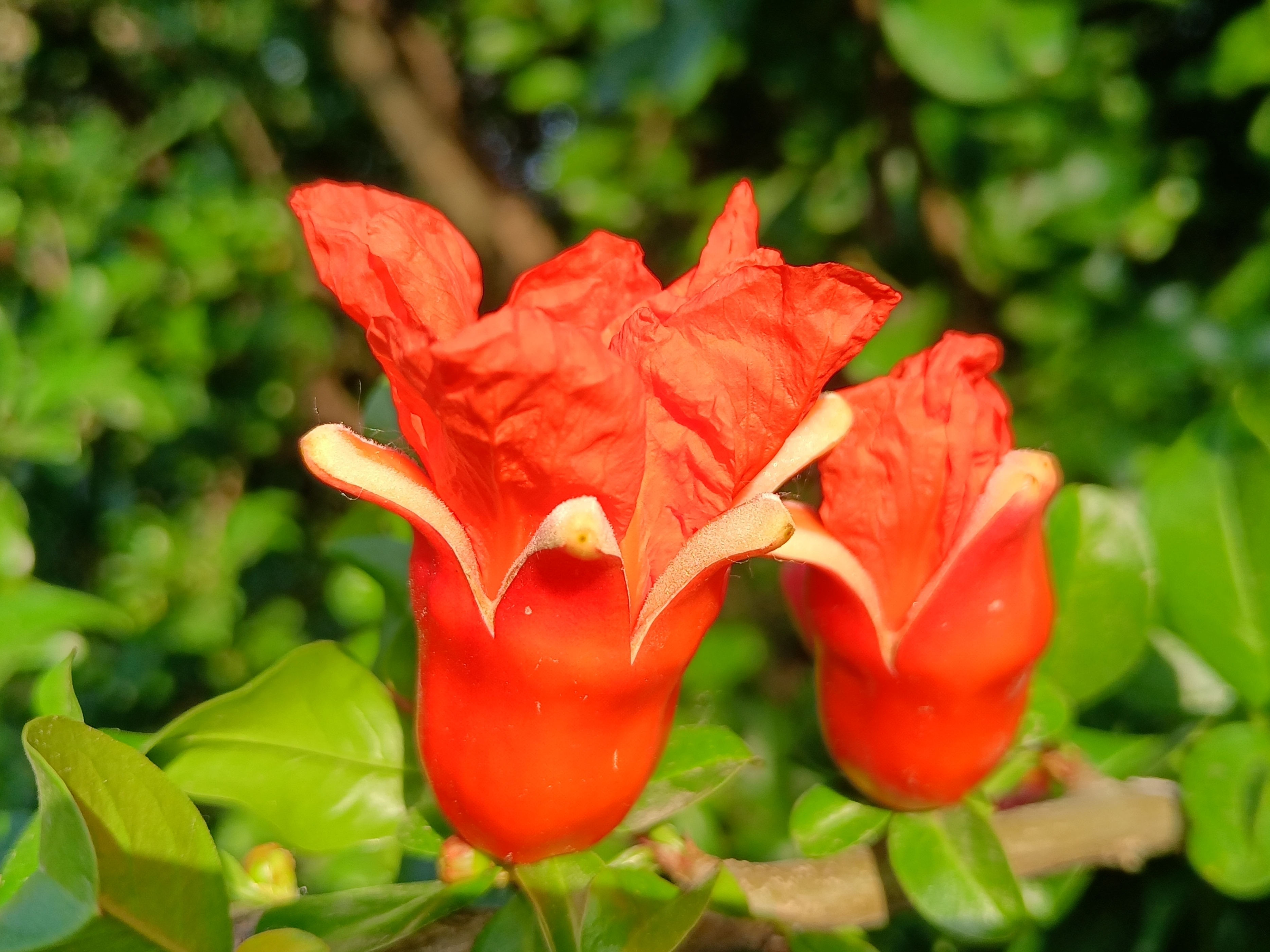 初夏石榴花开了阅读答案,初夏石榴花开了阅读理解答案