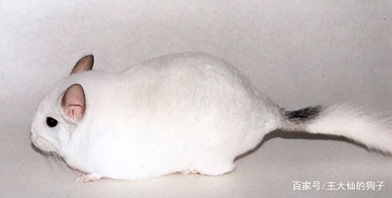 养龙猫的坏处哪些人不适合养龙猫,咋养龙猫