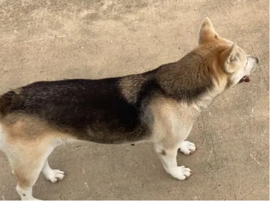 被狗追咬时应该怎么办呢？这几招能保障生命安全，一定教会孩子！