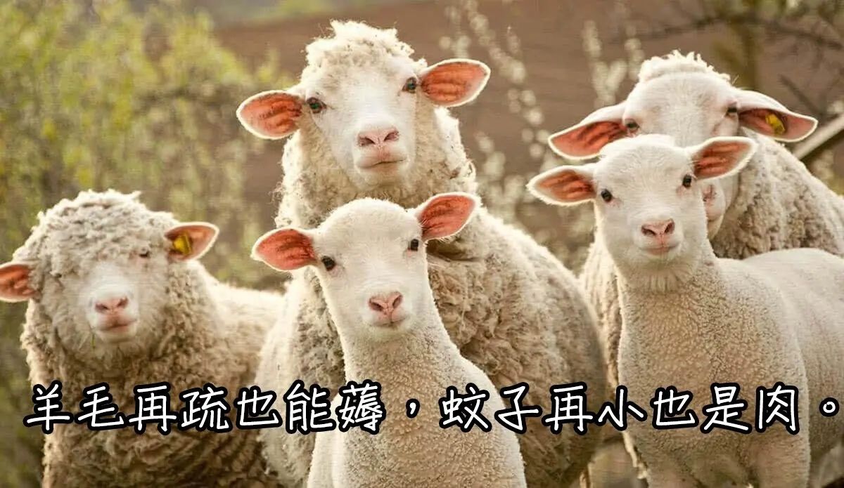 支付宝上的羊毛,支付宝羊毛保险