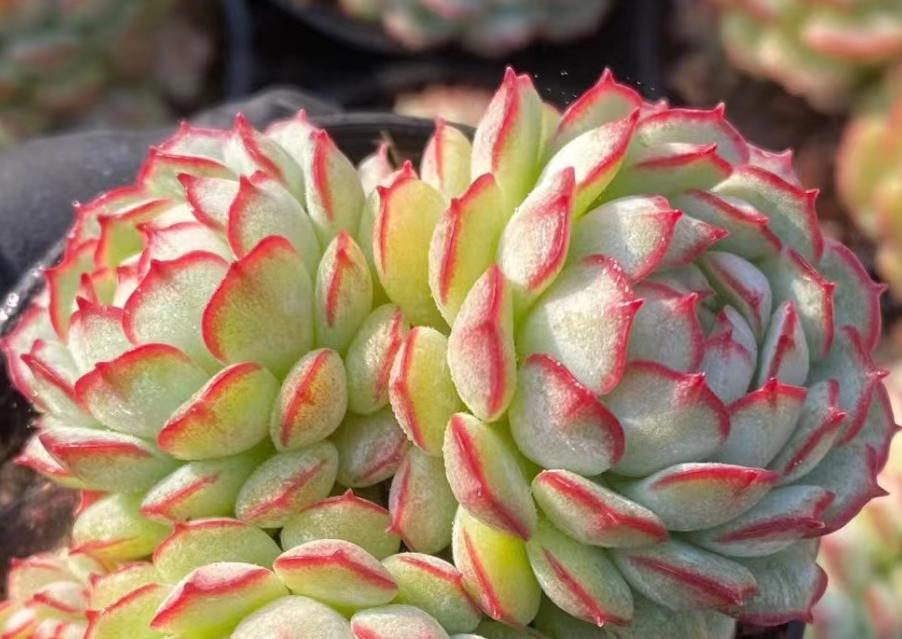 高颜值又皮实好养的多肉,天生好皮囊