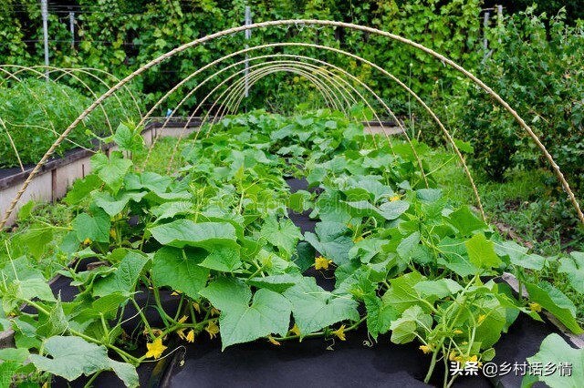 小苏打在农作物上的功效,种植蔬菜要学会使用小苏打
