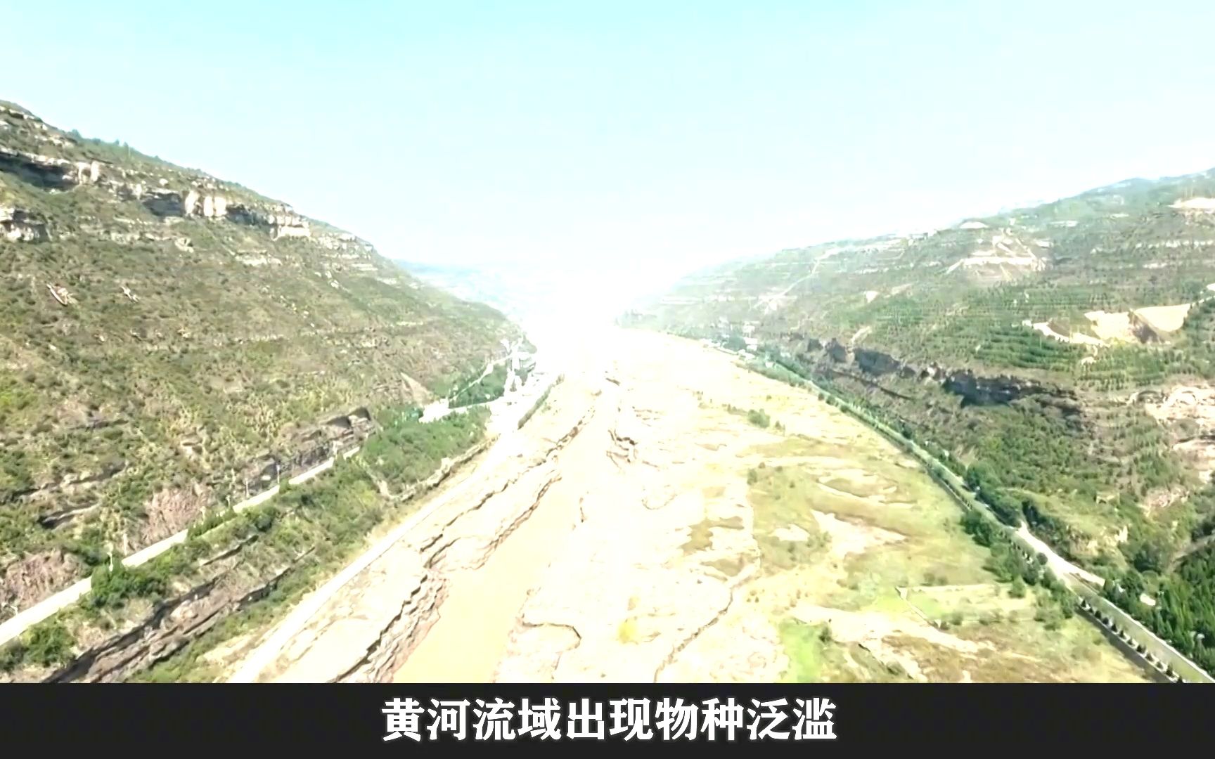 珍珠鳖在中国有天敌吗,珍珠鳖在美国泛滥了吗