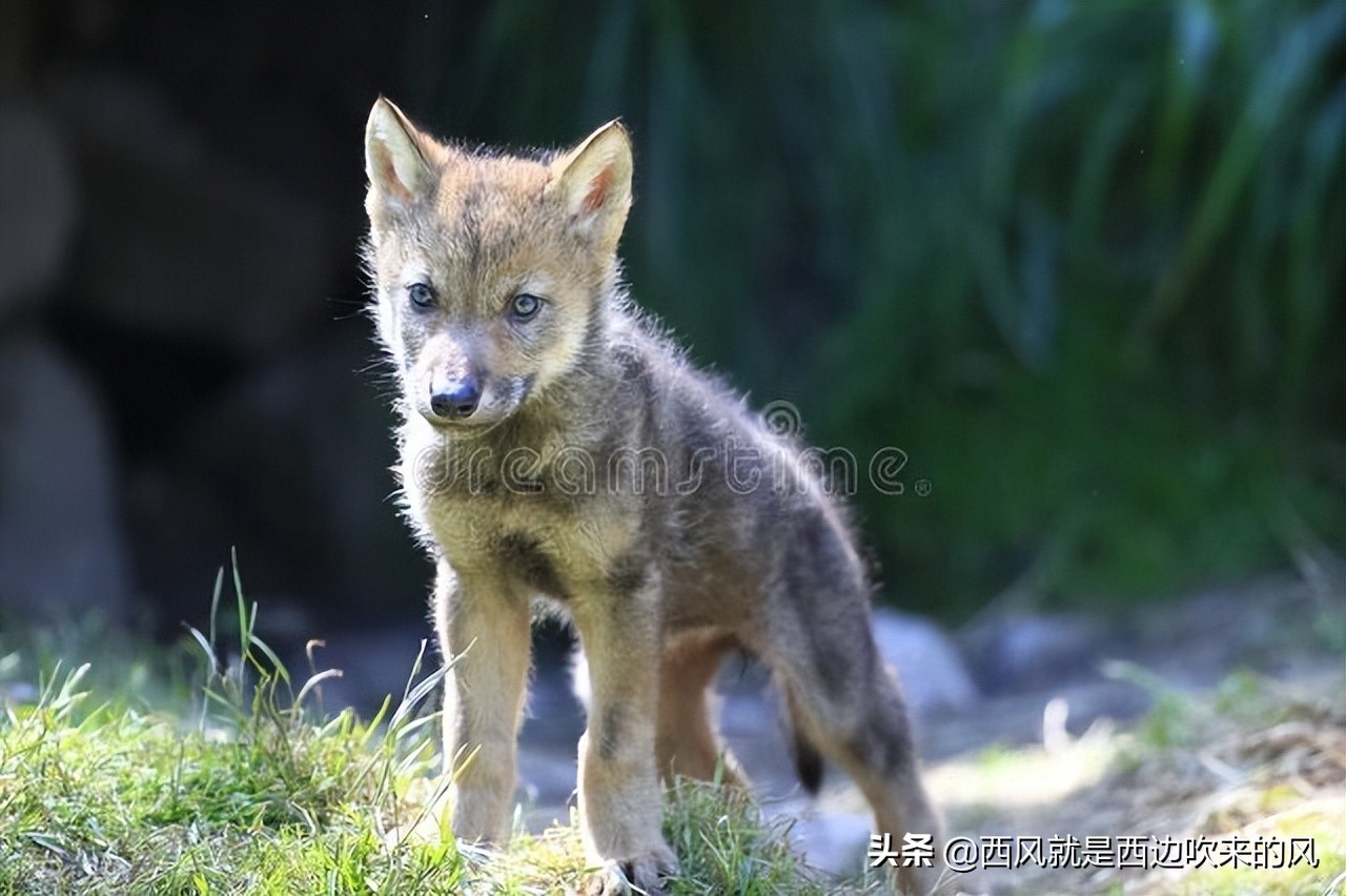 连载西风低吟#狼铠甲之谜，“白幽灵”大败“白罗刹”（二）