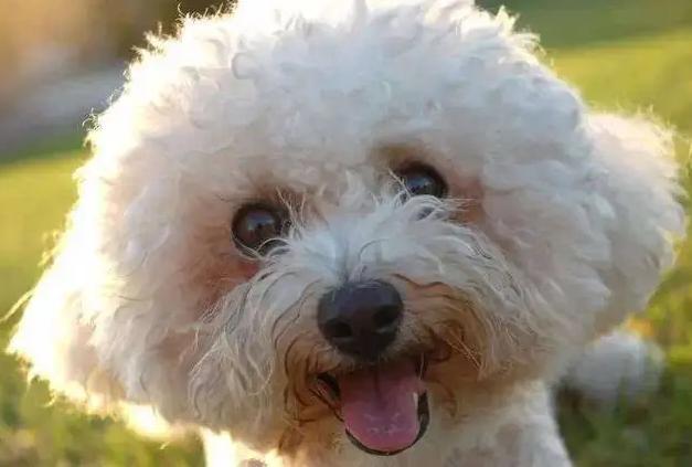 比熊犬“舔尿道口”=“恶心”？主人你错了，看完赶紧重视起来