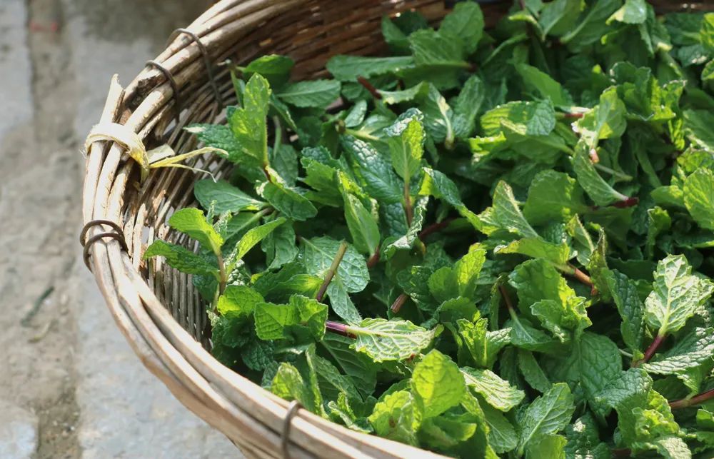 中药薄荷植物,薄荷具有药用价值的一种植物