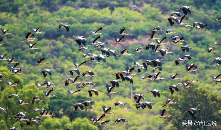 外来生物入侵鳄雀鳝怎么出现的,图说外来入侵物种鳄雀鳝
