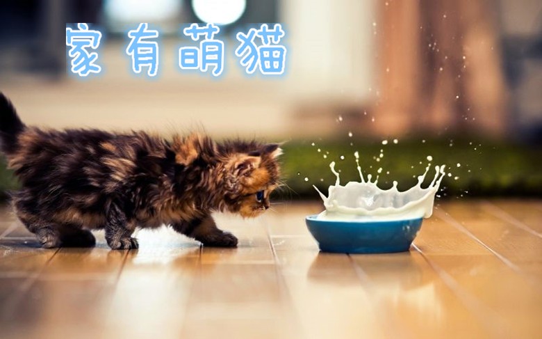 关于猫的传说都是真的吗,关于猫的传说和神话故事