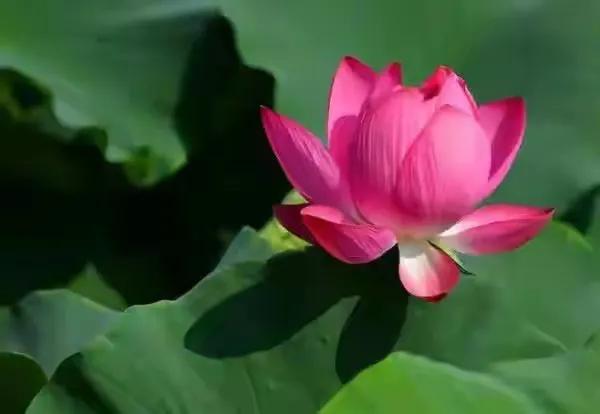 最美荷花古诗图片,诗词荷花图片大全