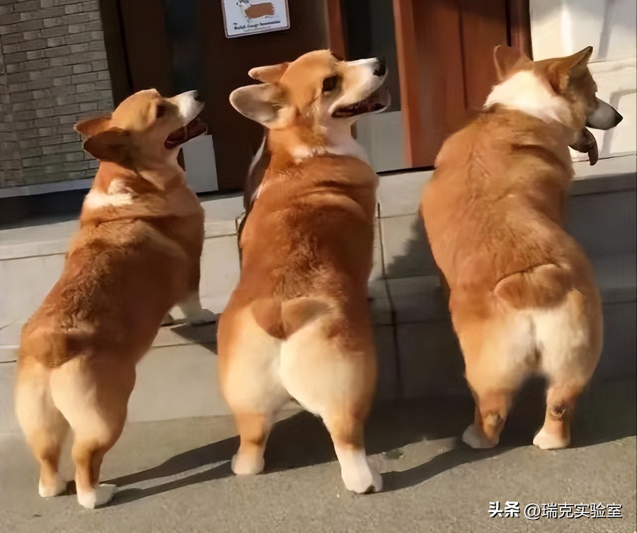 为什么狗狗交配前会先闻屁股，看似尴尬的小动作，却充满科学知识