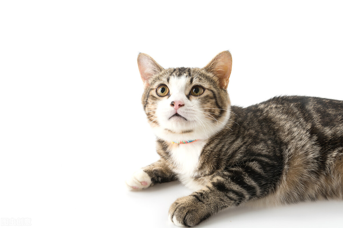 十二生肖与猫鼠之争的故事,十二生肖故事为什么鼠排第一