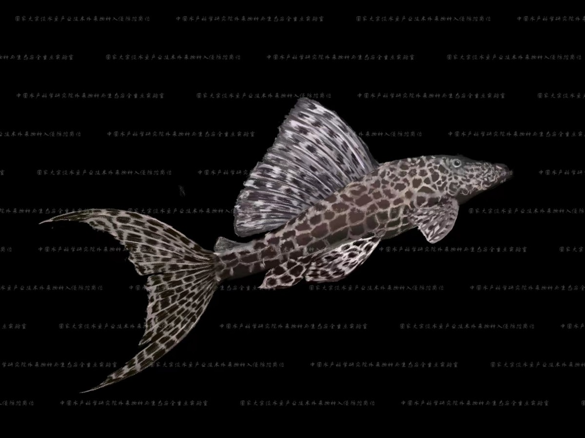 外来入侵水生动物福寿螺,外来水生生物入侵措施