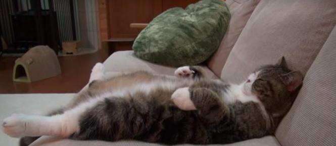 如何培育胖胖圆圆的好“卵子”？