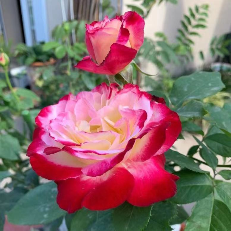 南洋红双喜花开富贵,红双喜双喜临门