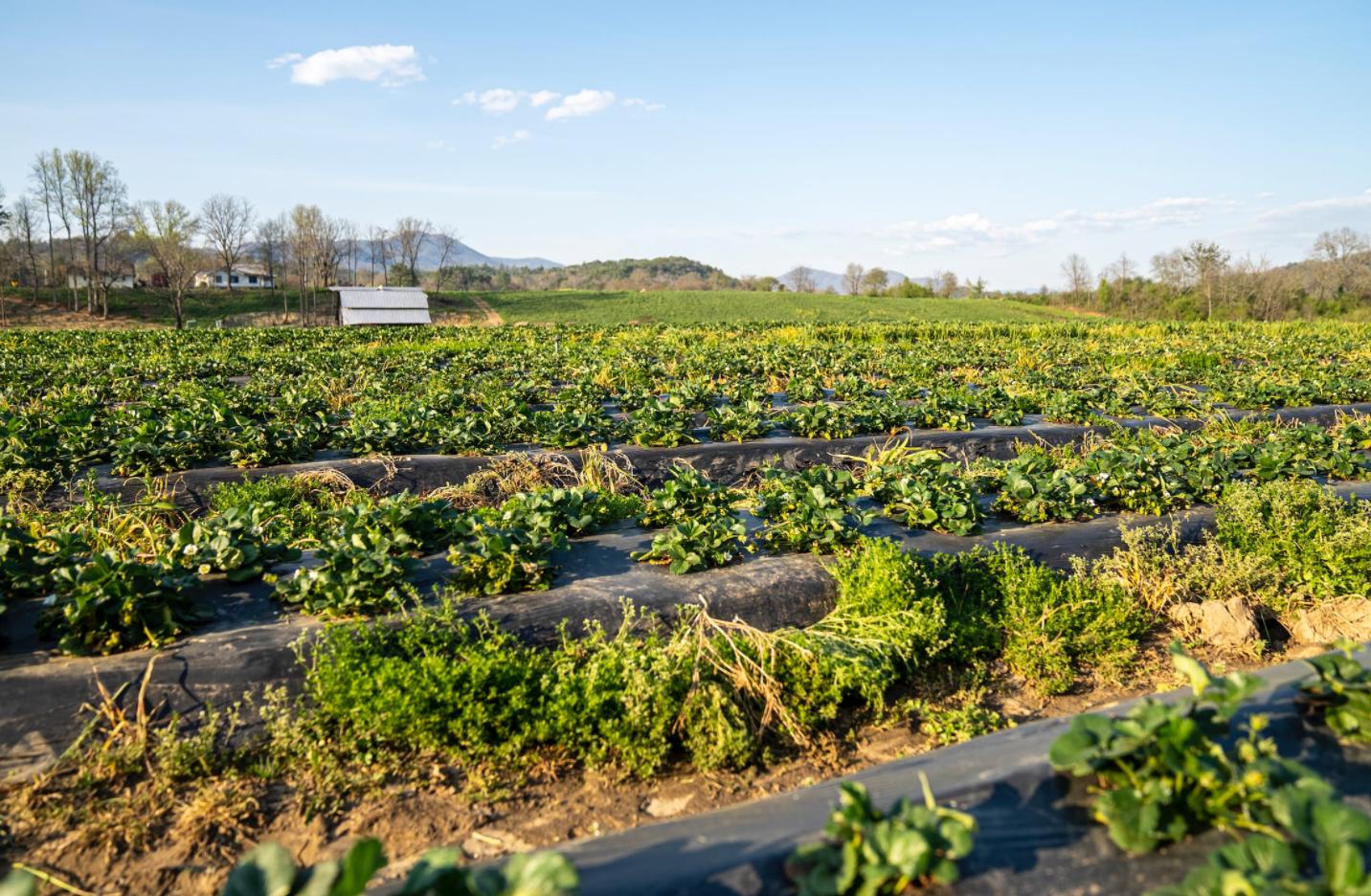 三招农产品数字化,农产品数字化经营模式