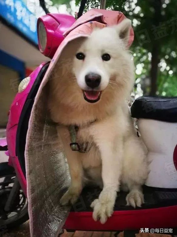 萨摩耶在马路边上捡回家养,萨摩耶被流浪狗看上