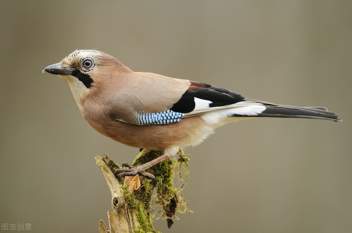 语音驱鸟器管用吗,语音驱鸟器