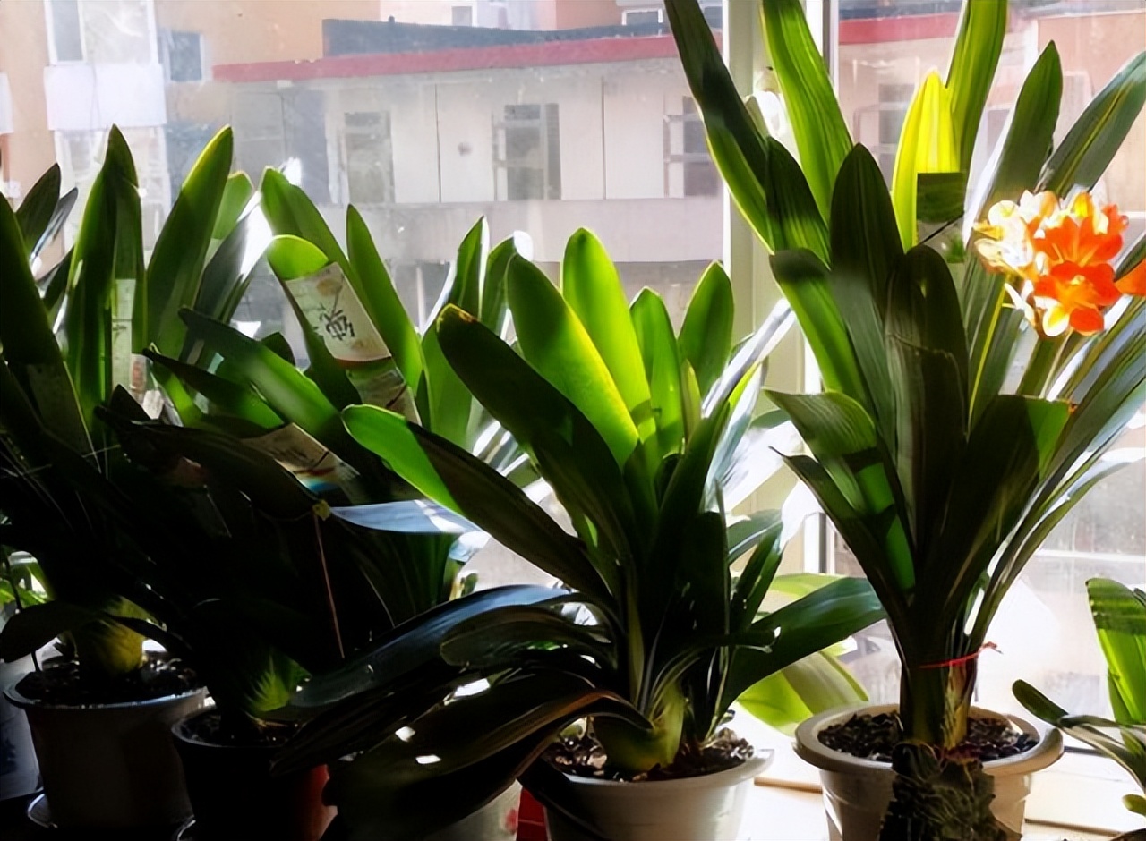 家里养花的十大注意事项,家庭养花最忌讳的三个动作