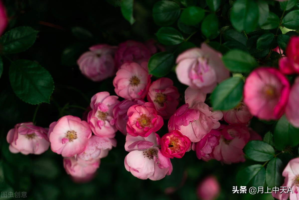 咏月季花七绝,咏月季花七绝七言诗