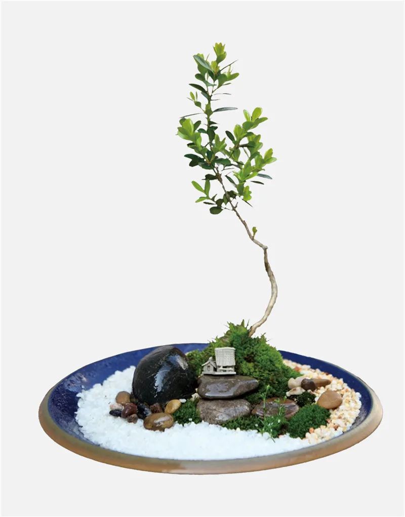 从小花店到年入900万元园艺名企，看温州绿趣的两次转型