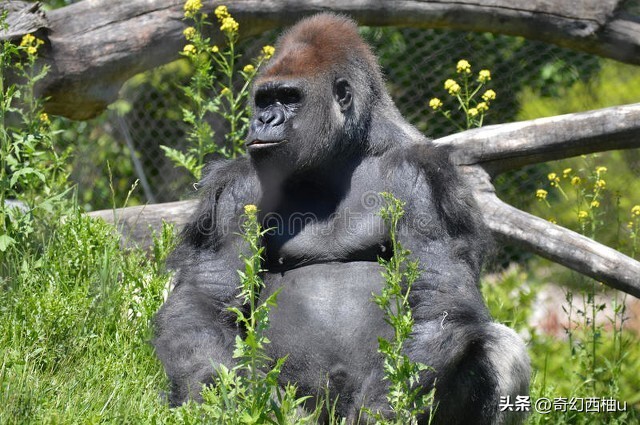 你想过没，为何人类在众多的哺乳动物中，毛发显得那么的少？