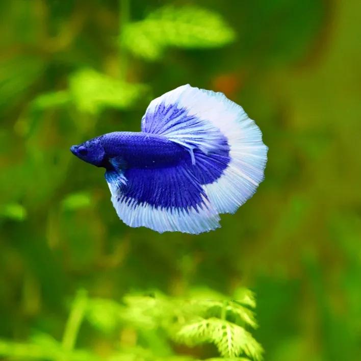 斗鱼不吃颗粒饲料,斗鱼不吃饲料是怎么回事