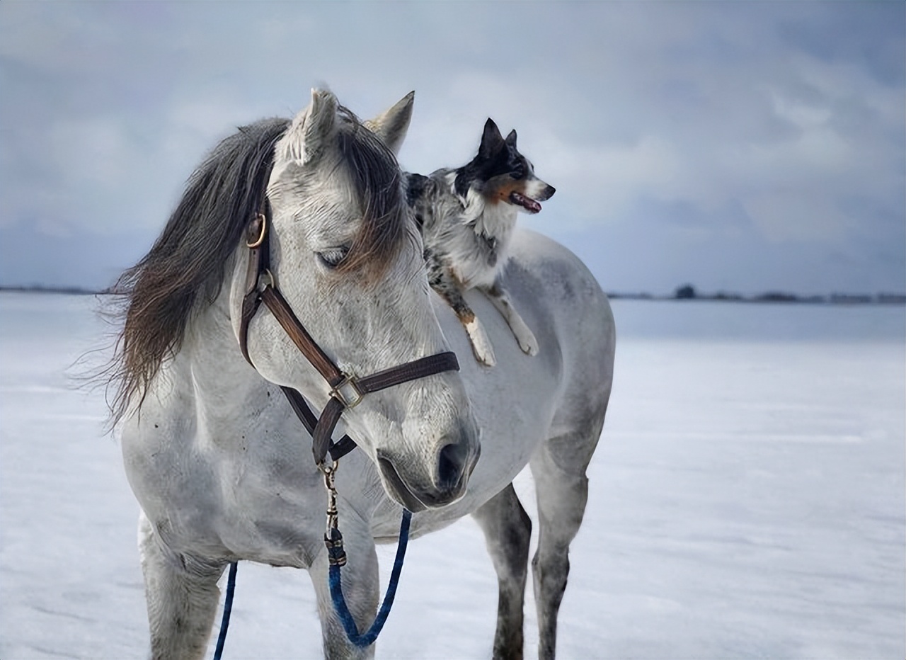 边牧和澳牧的混血狗狗,漂亮狗狗澳牧