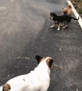 狗嘴里吐不出象牙梗,狗嘴里吐不出象牙是形容词么