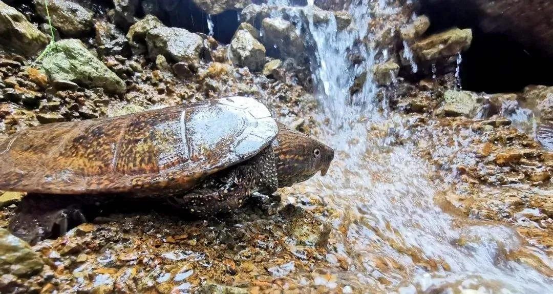 宠物水锈怎么去除妙招,宠物龟腐皮的真正原因