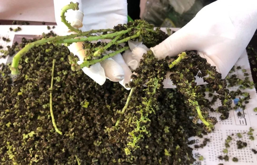 大理核桃花,大理赏花食花