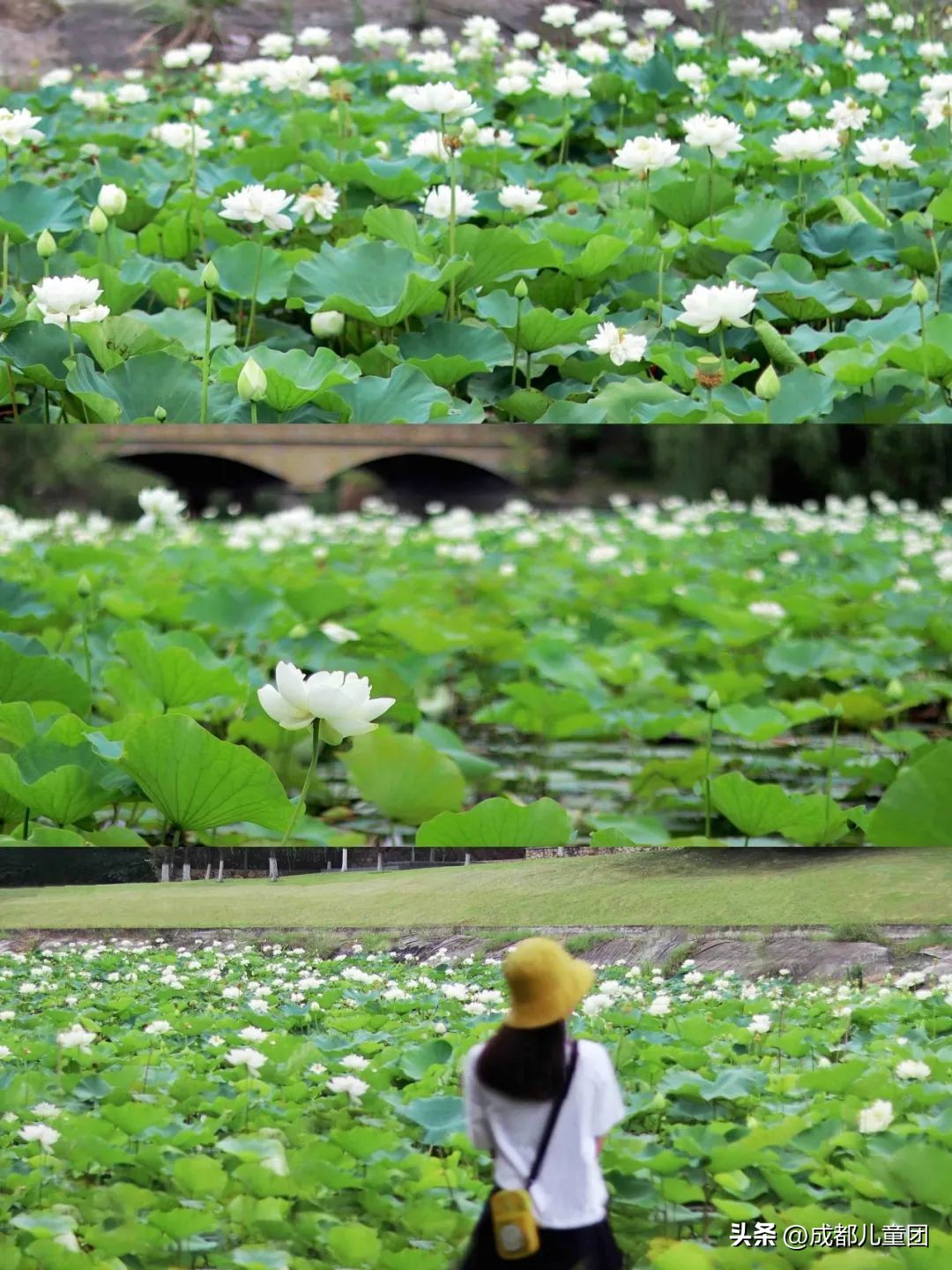 成都周边过气的赏荷胜地,成都赏荷景区
