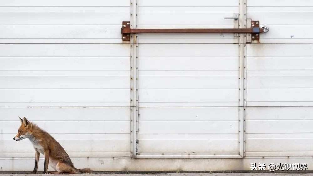 科学与艺术结合，展现自然之美——2021年世界自然摄影奖获奖作品