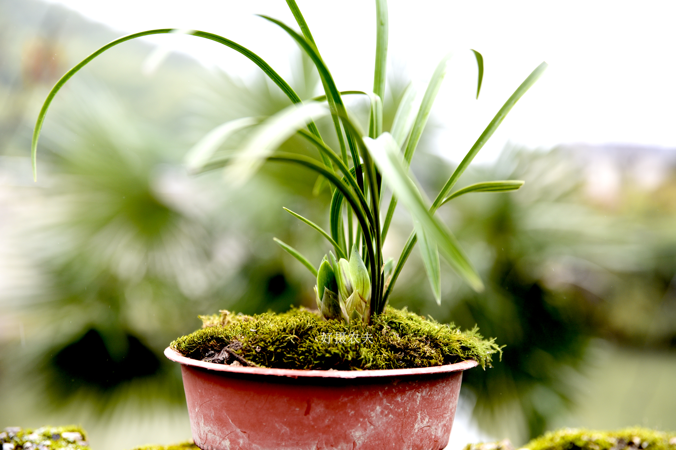 春兰滇红素和娄山红哪个更值得养,春兰娄山红一苗冬天能开花吗