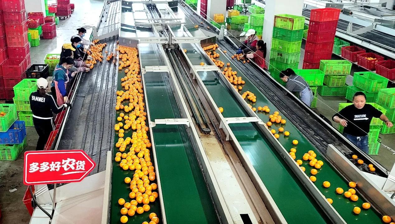 90后新农人逐梦,90后新农人奋斗