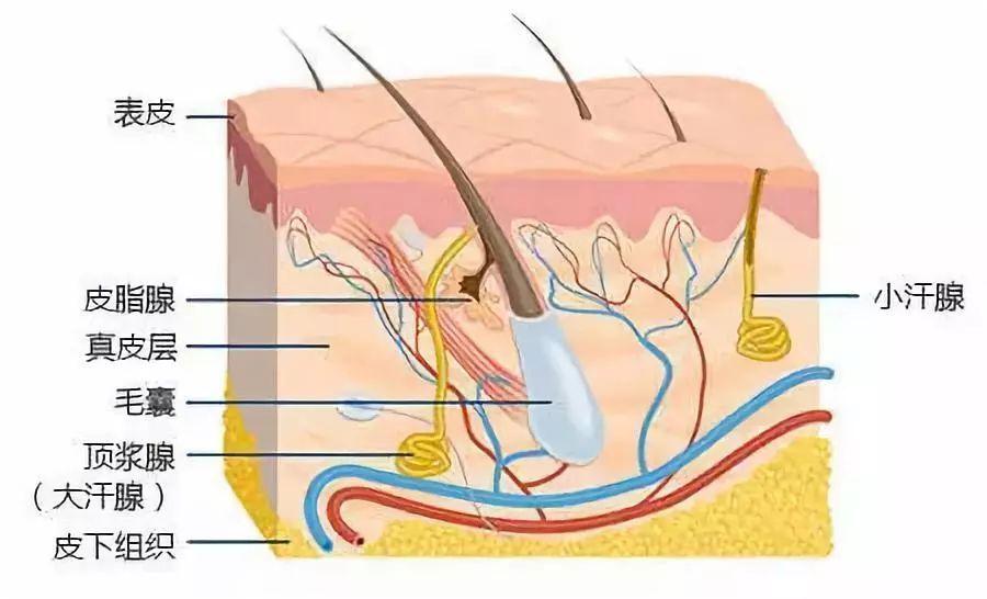 有些人为什么没有毛发,为什么有的人没有什么汗毛
