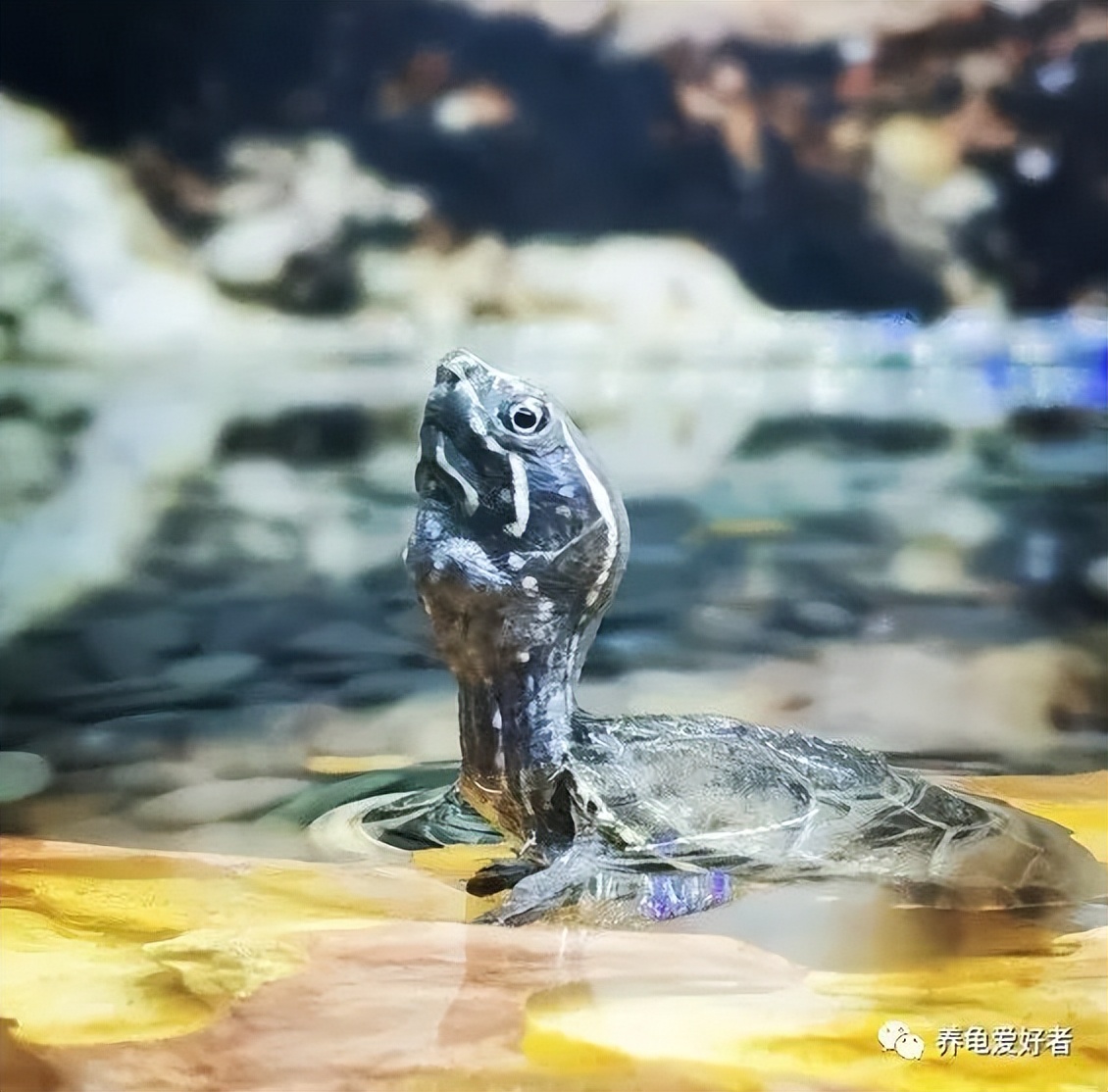 哪种龟好养通人性,哪种龟最有灵性还贵