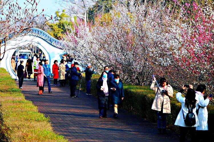 白梅蕴含的品格,白梅寓意