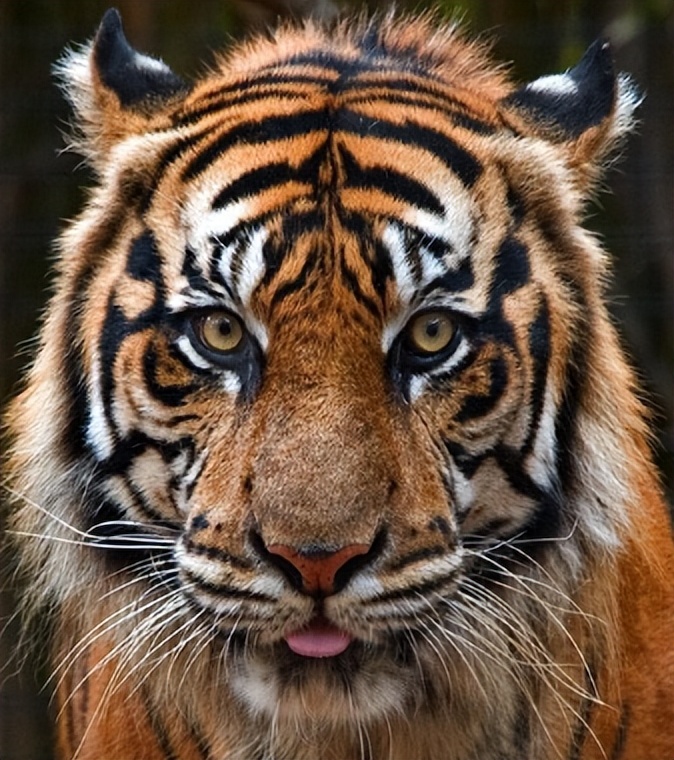 苏门答腊虎和猫科动物,猫科动物豹虎