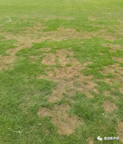 草坪通常要进行哪些养护管理项目,草坪要打理吗