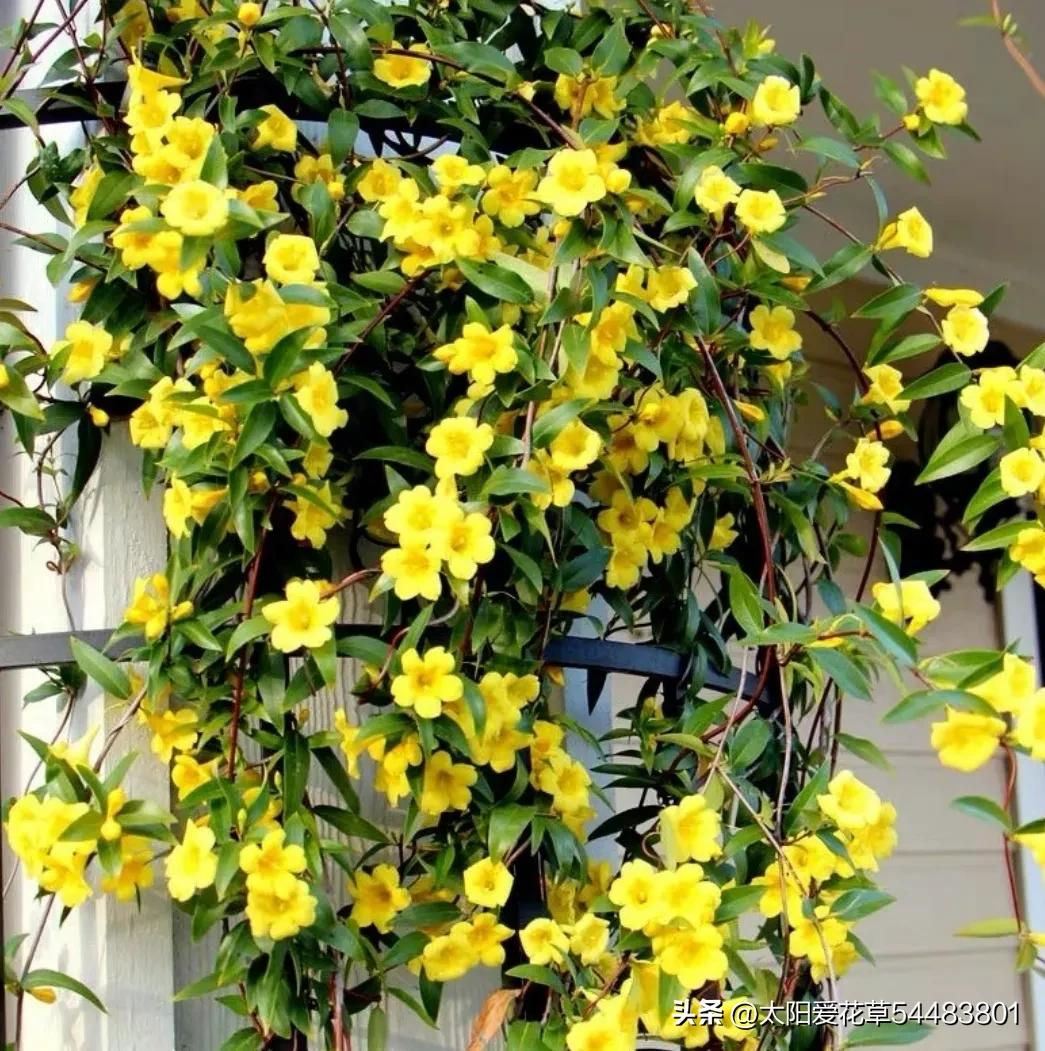 室内不宜养的十种毒花及图片,这四种家养的花有毒别当回事