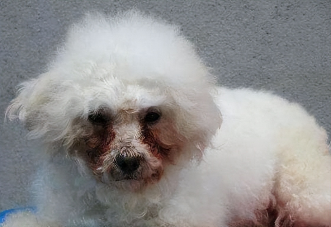 比熊犬泪痕处理方法,比熊犬泪痕特严重怎么办