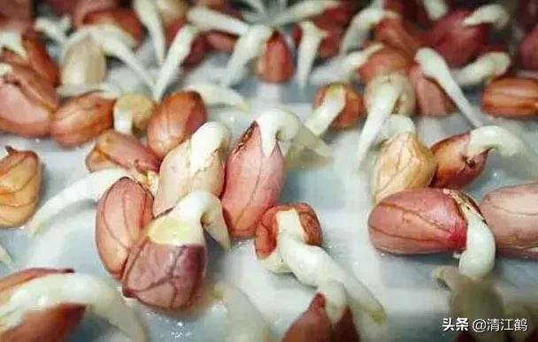 工厂化花生芽苗菜的种植方法,无根花生芽苗菜生产方法