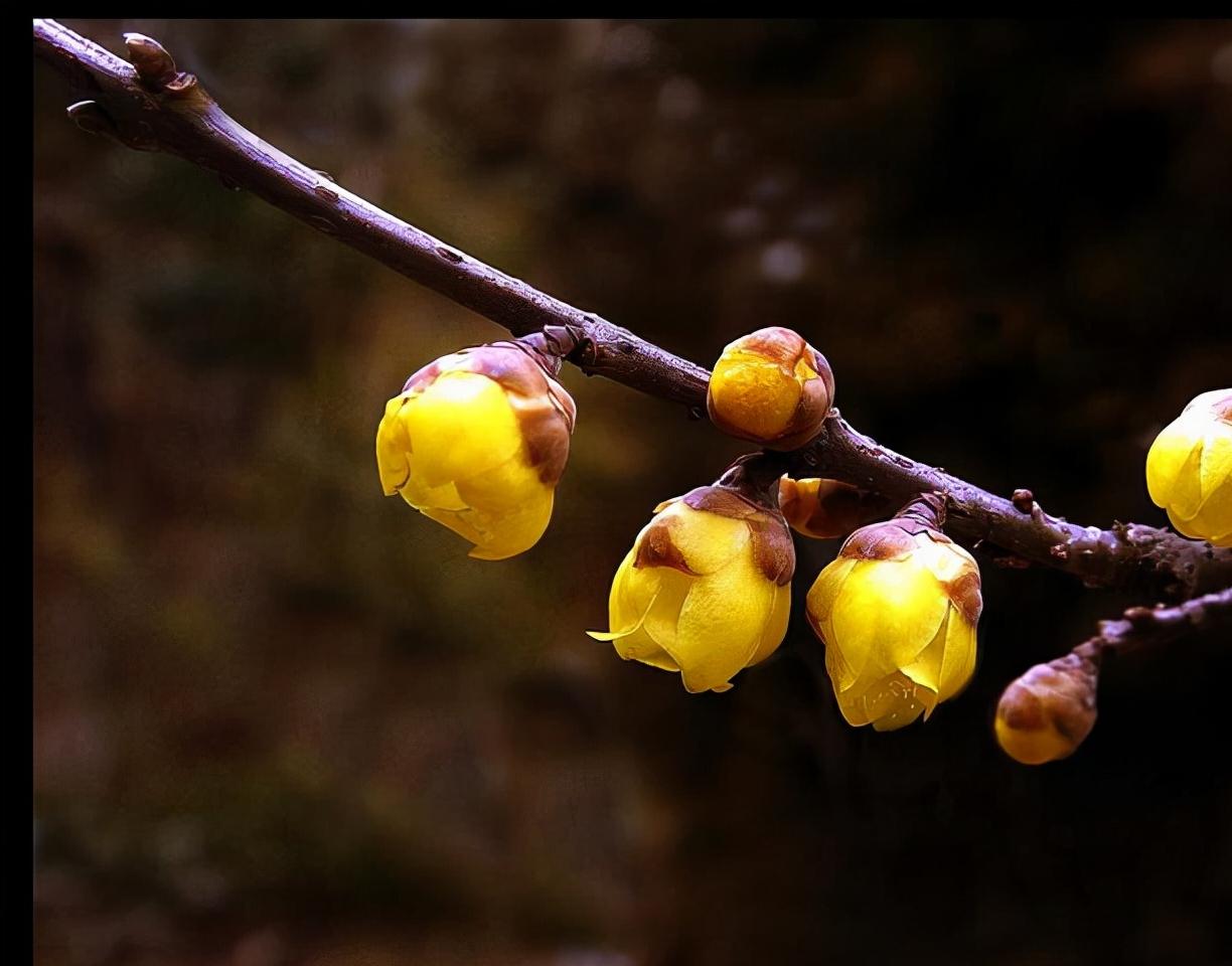 腊梅开暗香来,一树腊梅开暗香随风来