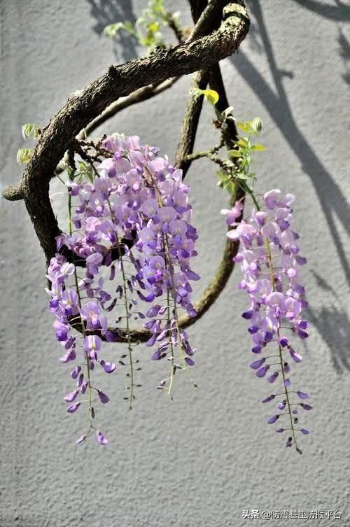 一年好景君须记,一年好景君须记图片
