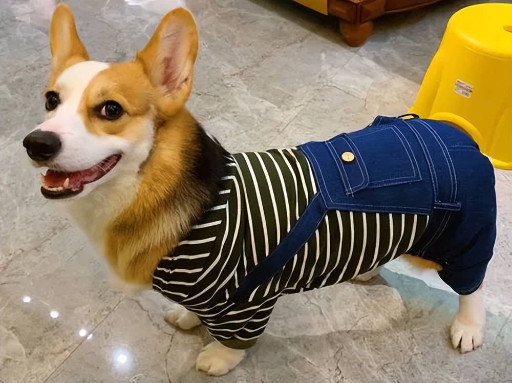 养柯基还是泰迪,养柯基还是泰迪省钱