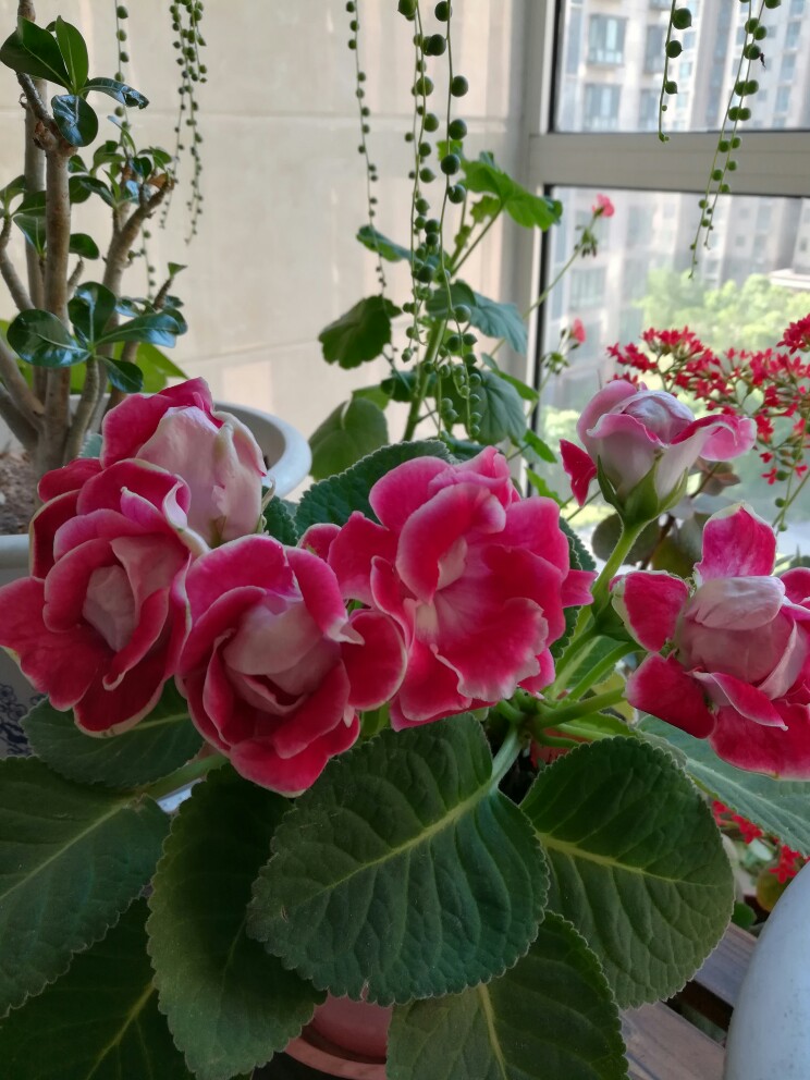 家里光照不足养的花,家里光照不足养什么植物