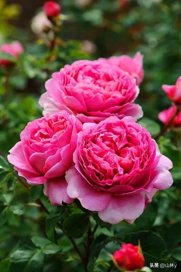 十大绝美花朵,绝美花朵视频