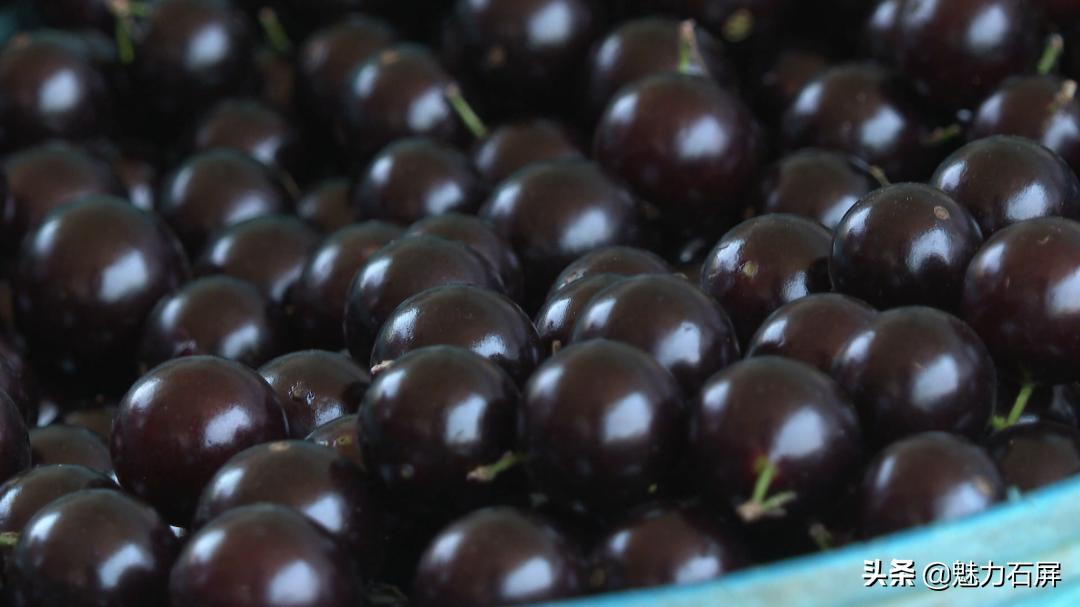 一果四味是什么水果,一果四味